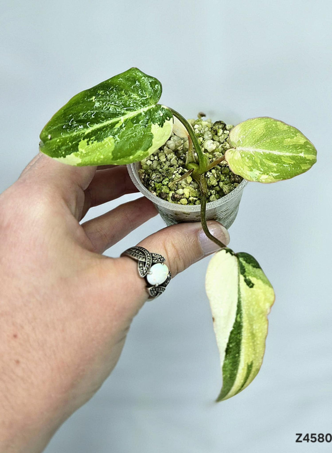 Philodendron Gloriosum Variegata #Z4580