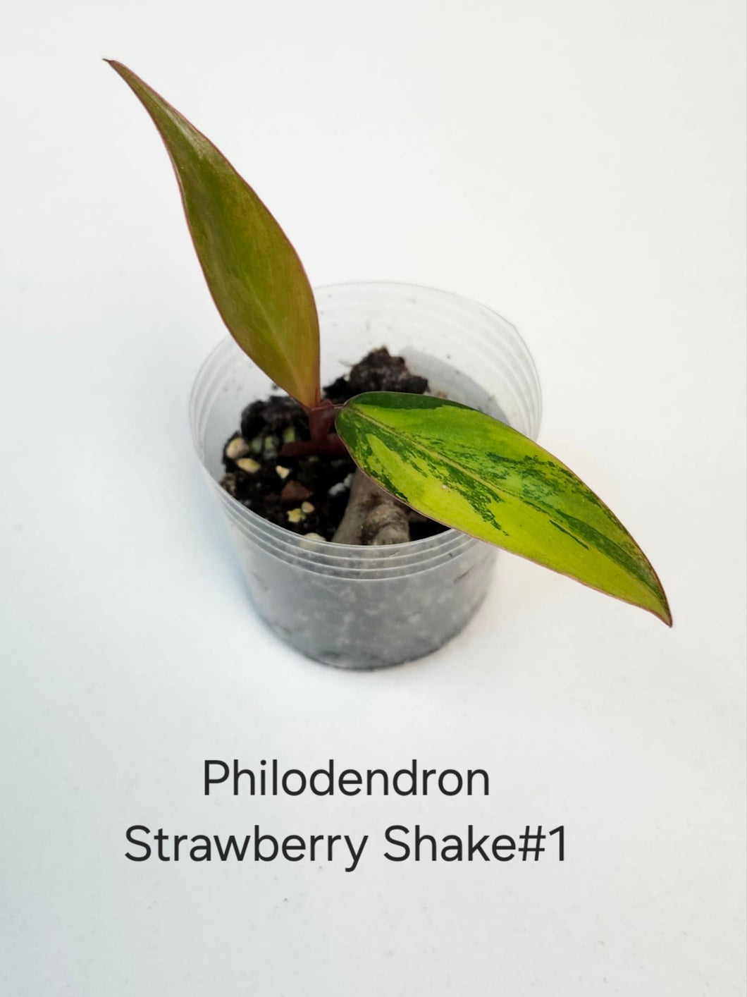 Philodendron Strawberryshake #1