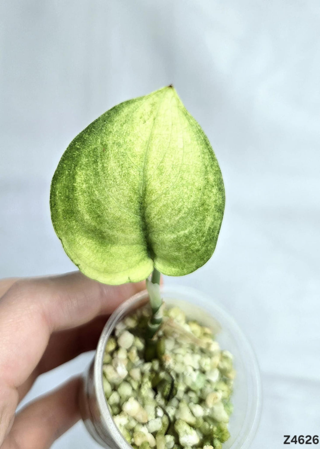Scindapsus Jade Satin White Mint #Z4626