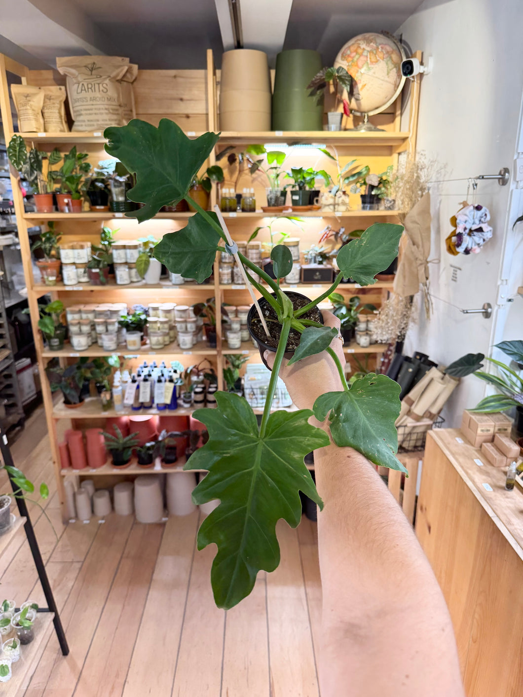 Philodendron xanadu