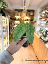 Charger l&#39;image dans la galerie, Alocasia corazon
