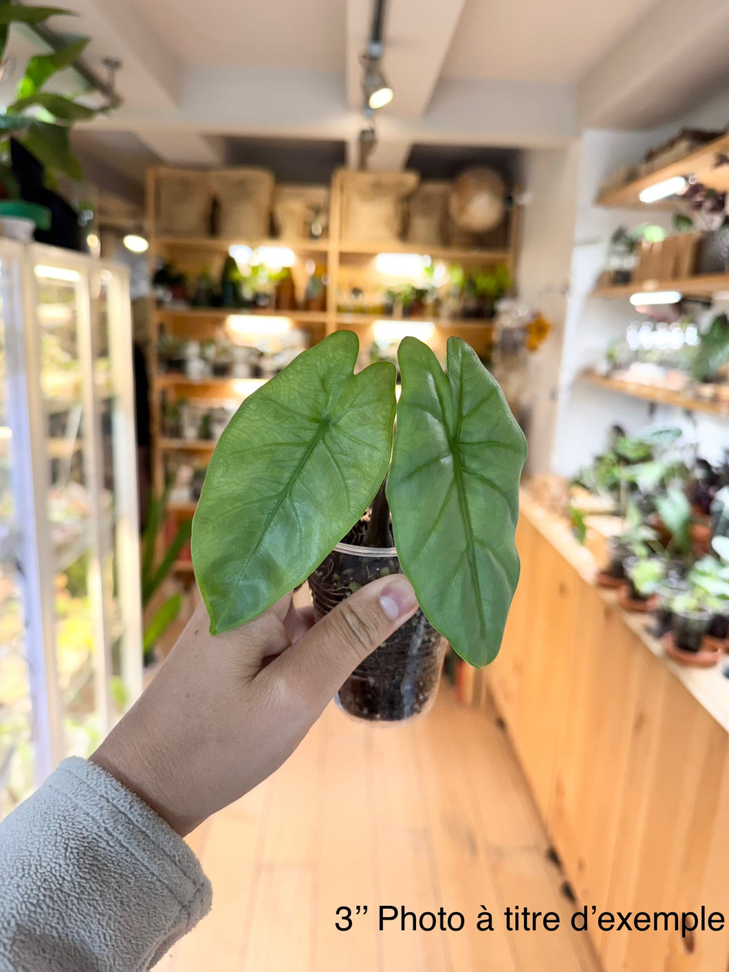 Alocasia corazon