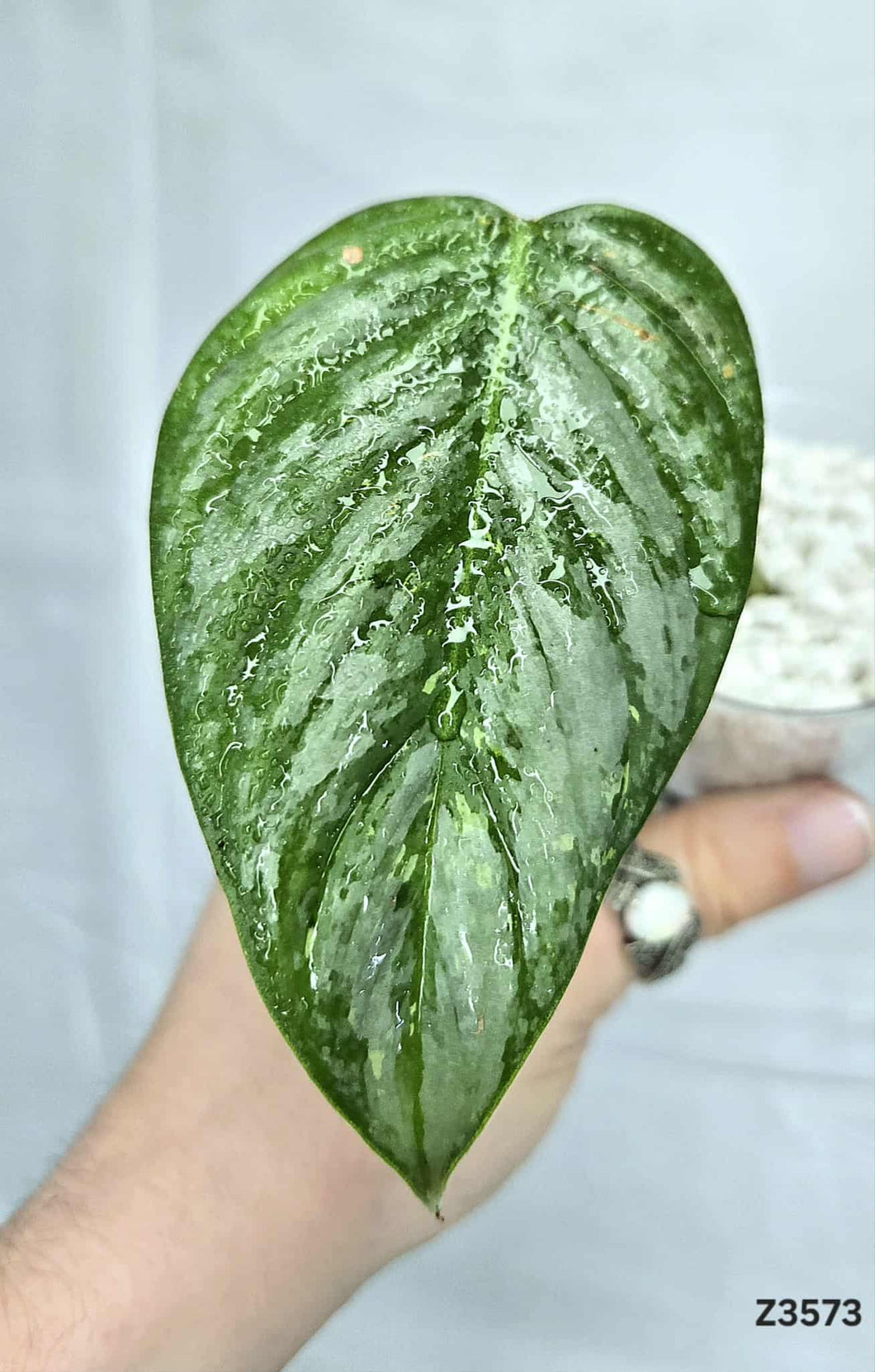 Philodendron Sodiroi Variegata #Z3573