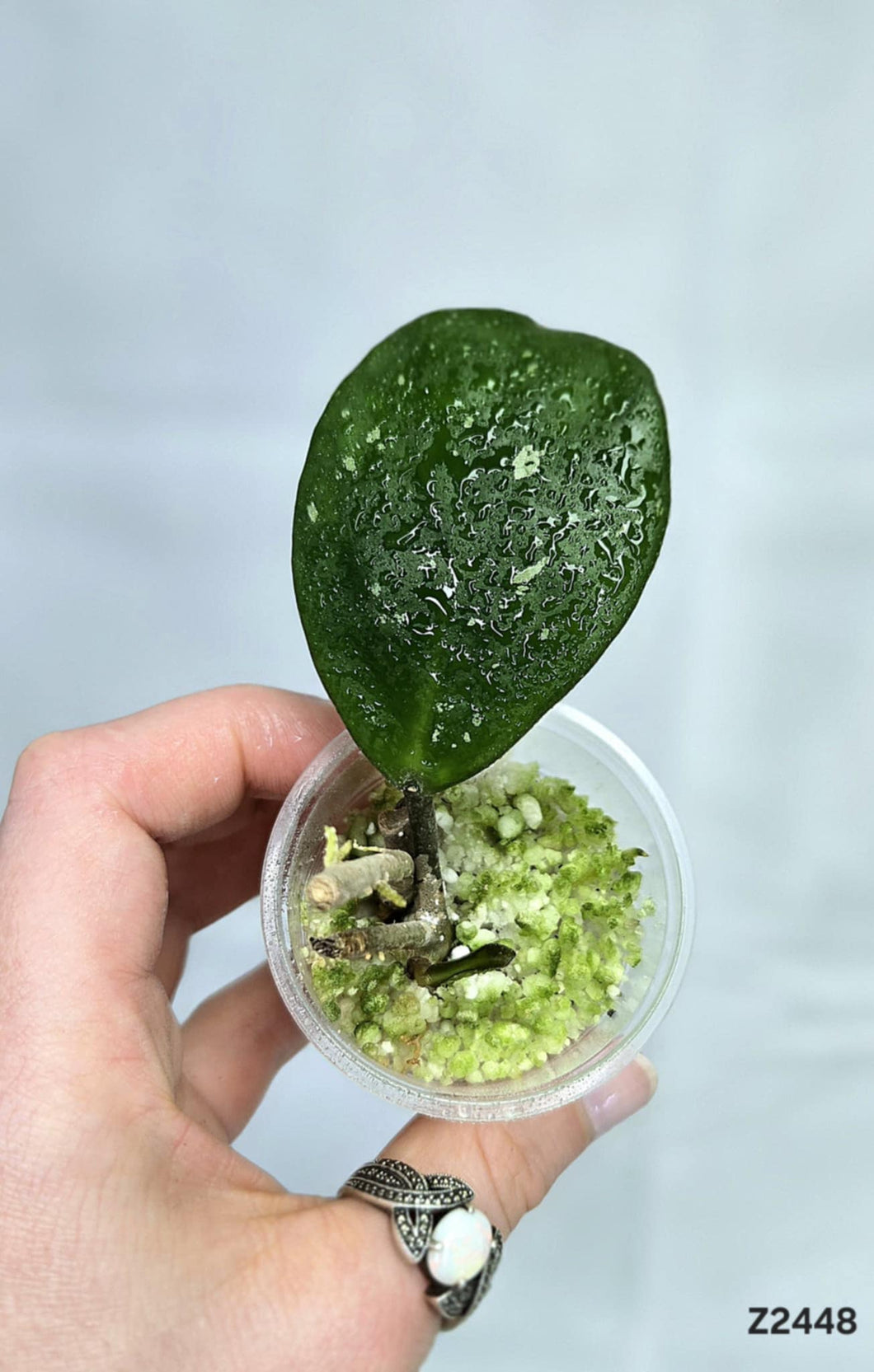 Hoya Obovata ⭐️ #Z2448