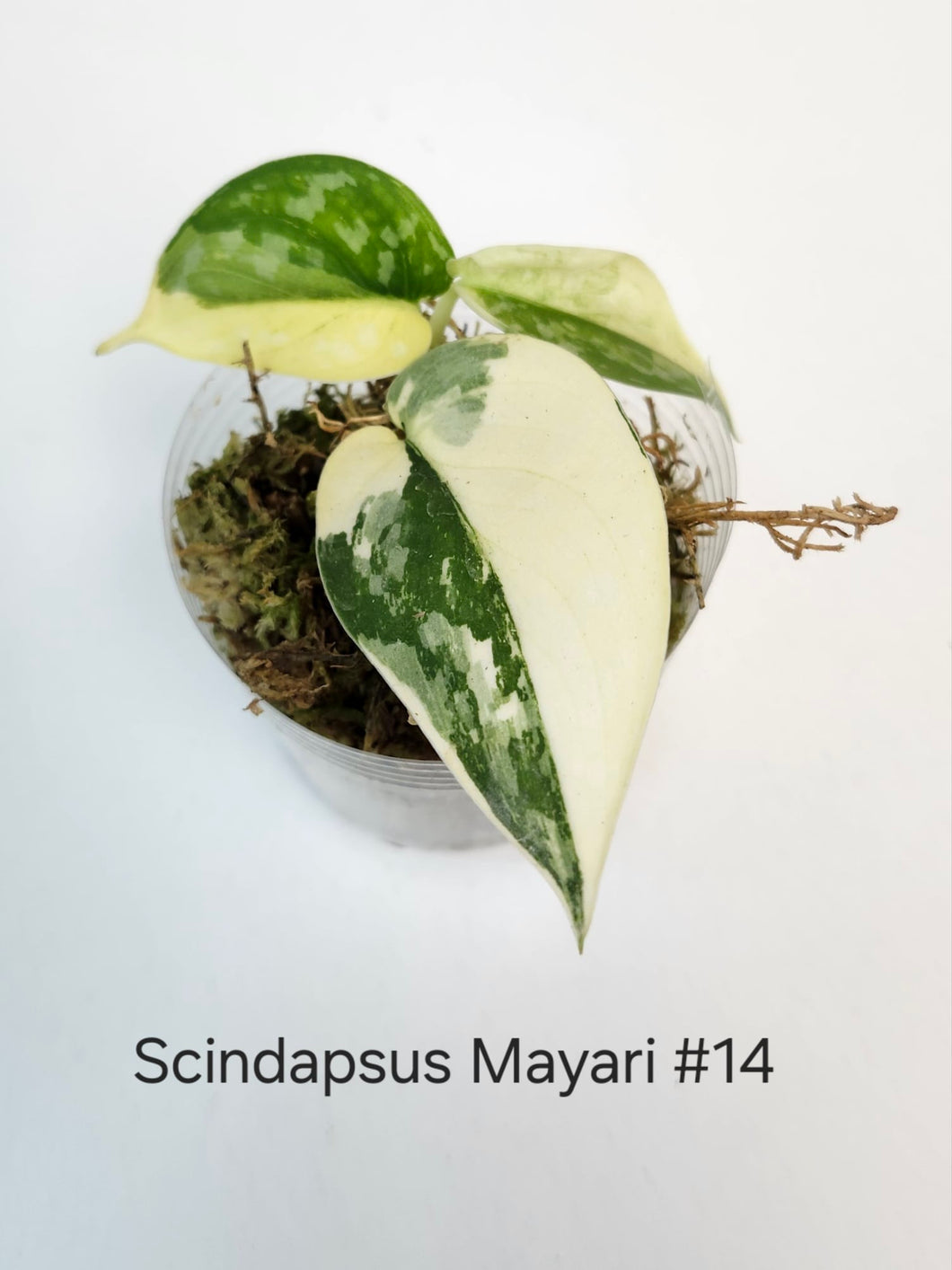 Scindapsus mayari #14