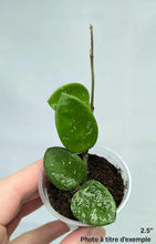 Charger l&#39;image dans la galerie, Hoya Mathilde Splash
