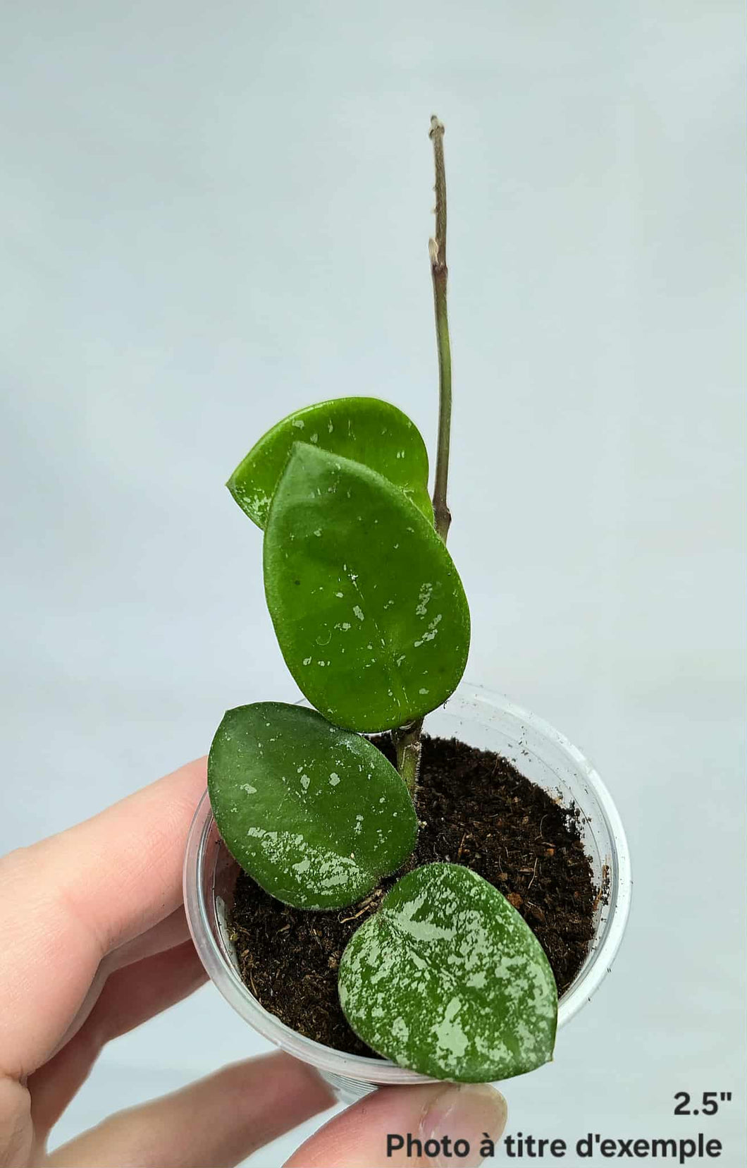 Hoya Mathilde Splash