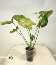 Charger l&#39;image dans la galerie, Syngonium confetti tricolore

