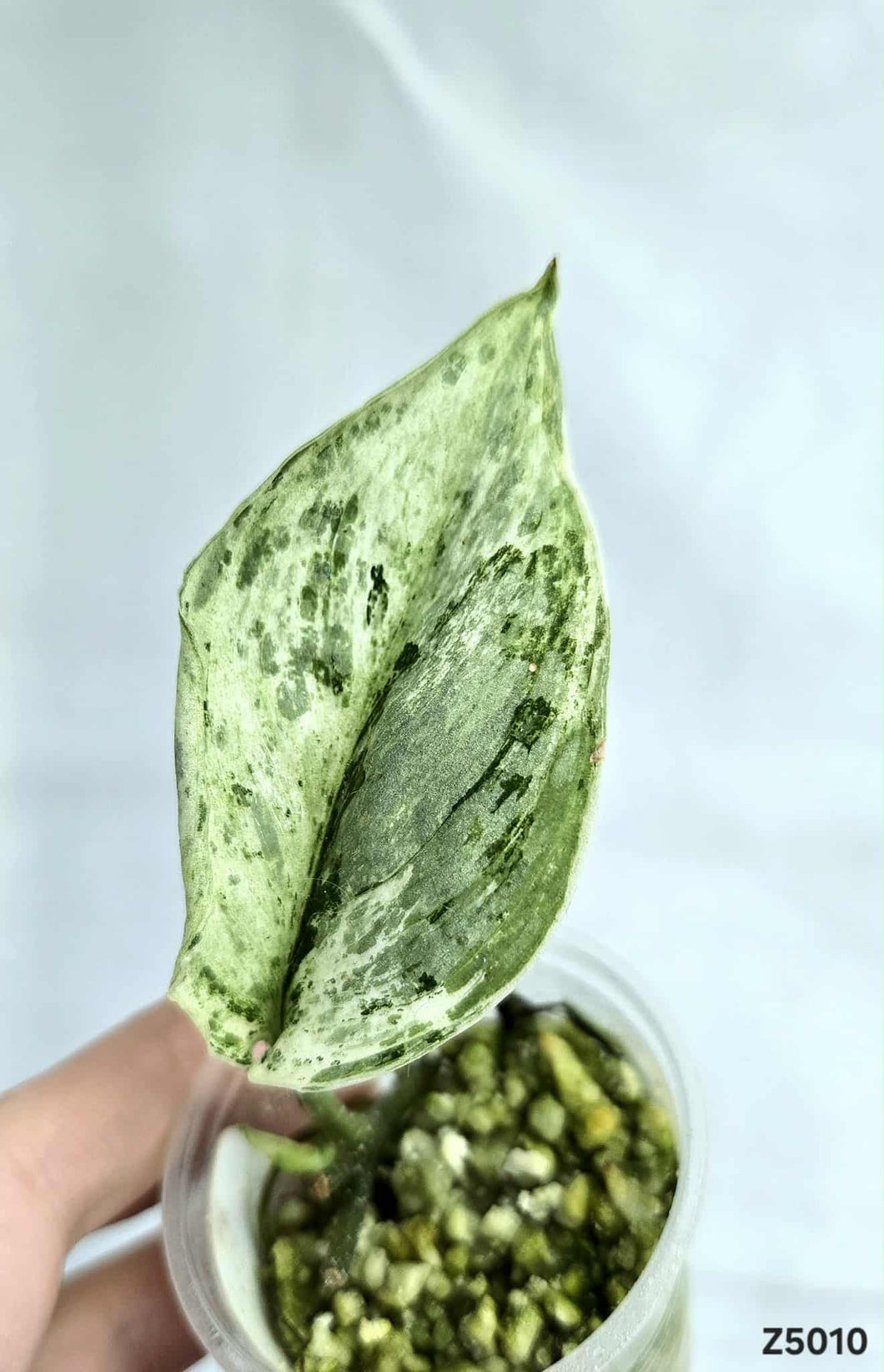 Scindapsus Peasun #Z5010