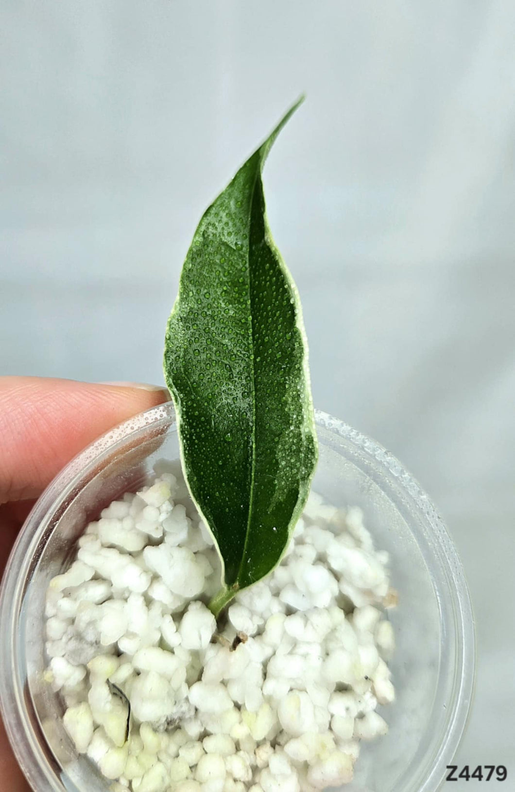 Hoya Lobbii Albo ⭐️ #Z4479