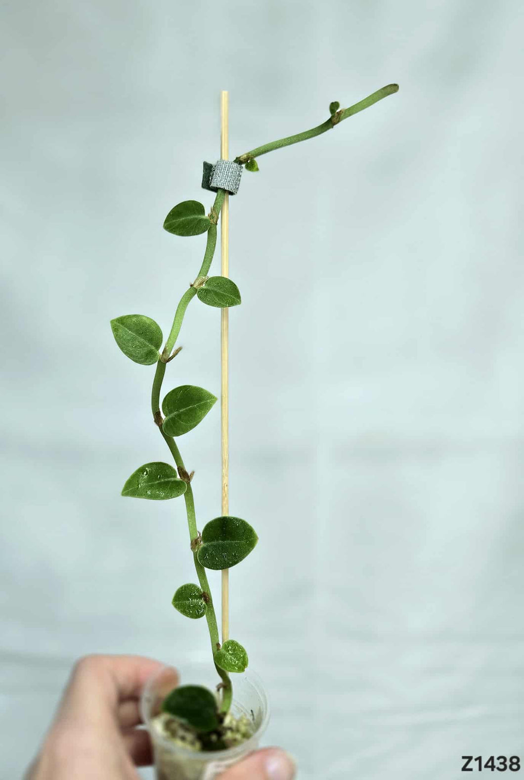 Rhaphidophora Hongkongsensis Mint Revert #Z1438