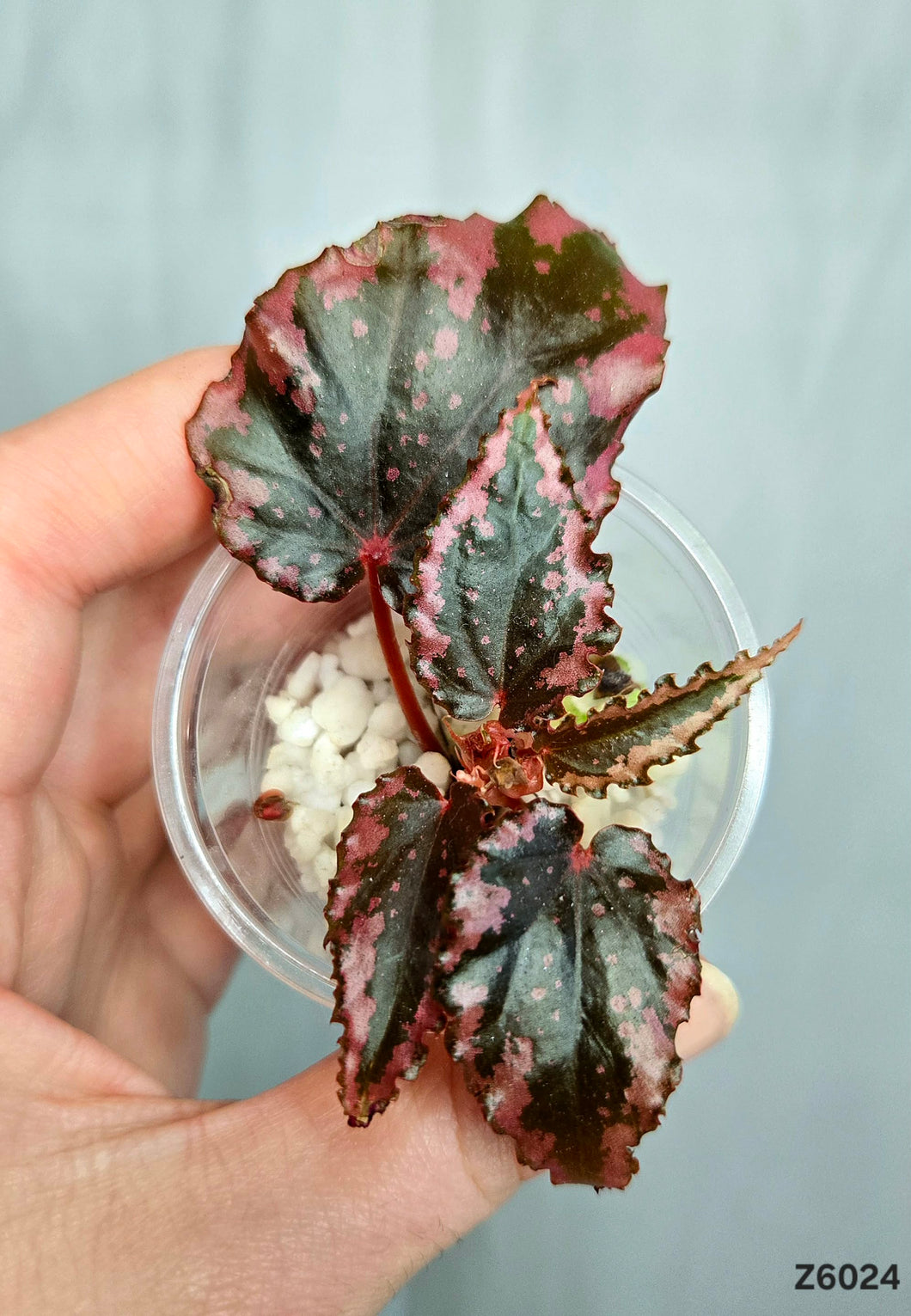 Bégonia Ignita Hybrid #Z6024