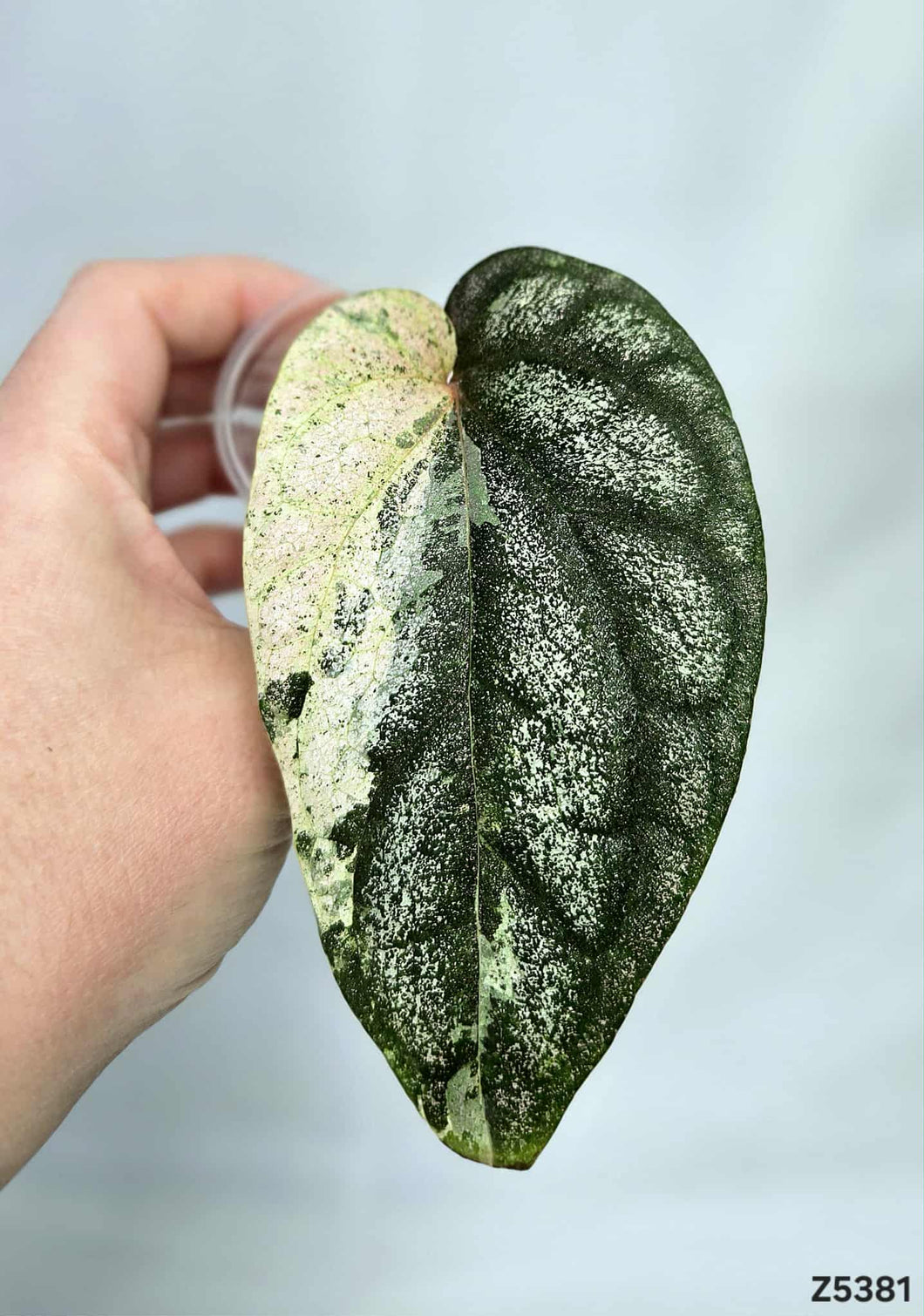 Piper Sylvaticum Variegata #Z5381