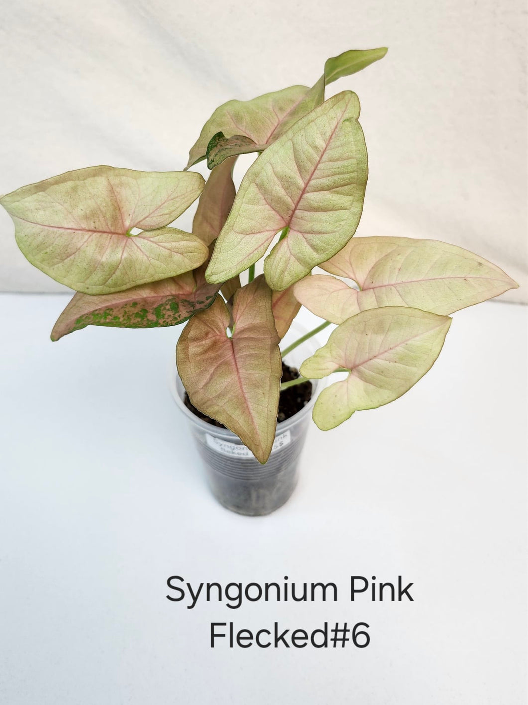 Syngonium pink fleked #6