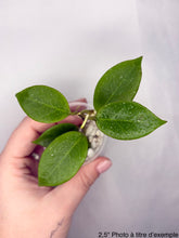 Load image into Gallery viewer, Hoya Sunrise ⭐️
