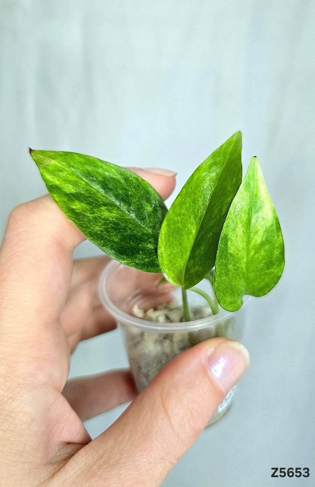 Epipremnum Yellow Star #Z5653