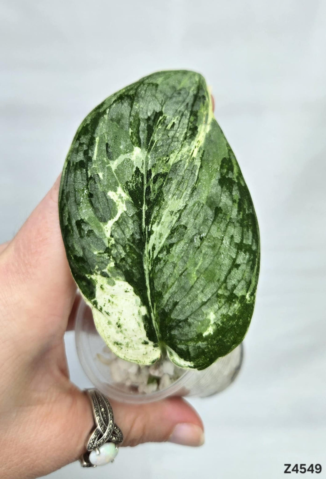 Scindapsus Silver Dark Cloud Variegata #Z4549