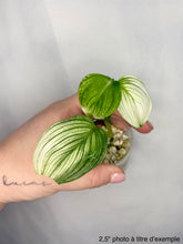 Load image into Gallery viewer, Scindapsus White Monster
