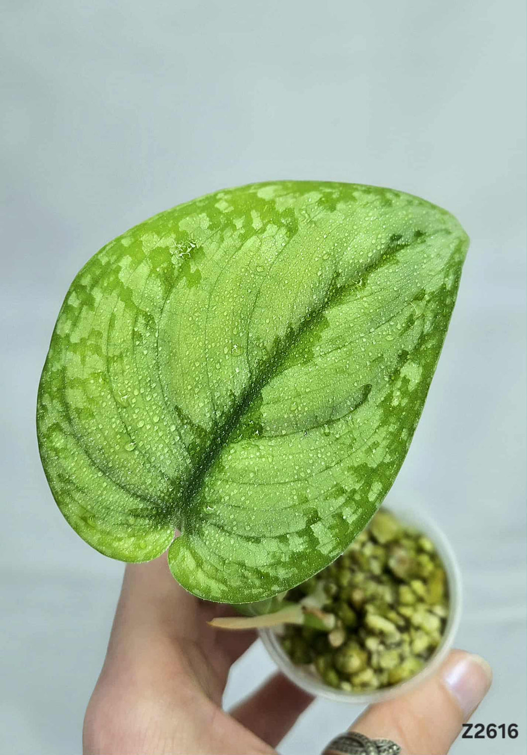 Scindapsus Silver Splash #Z2616