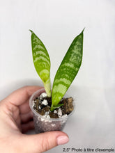 Charger l'image dans la galerie, Sansevière Black Coral
