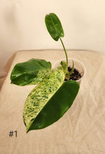 Charger l&#39;image dans la galerie, Philodendron burble marx mint
