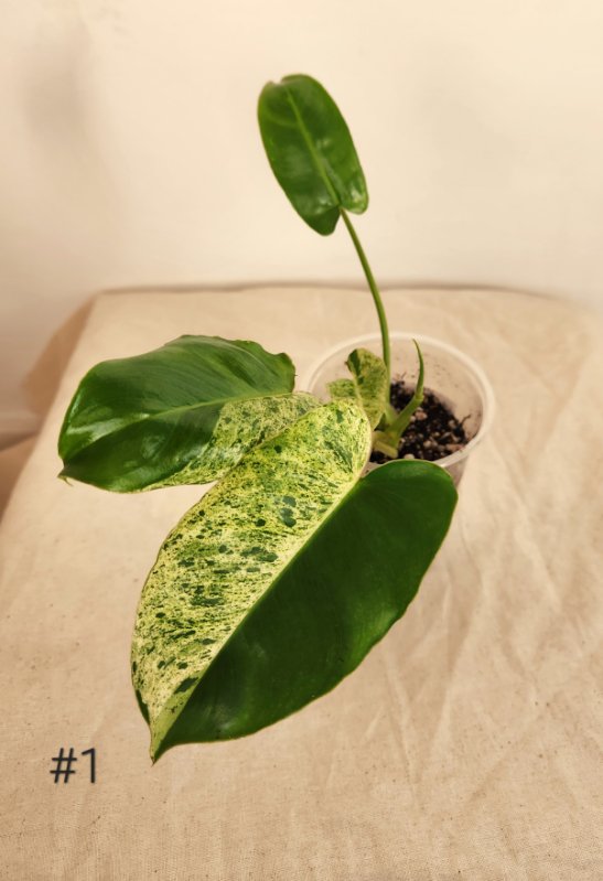 Philodendron burble marx mint
