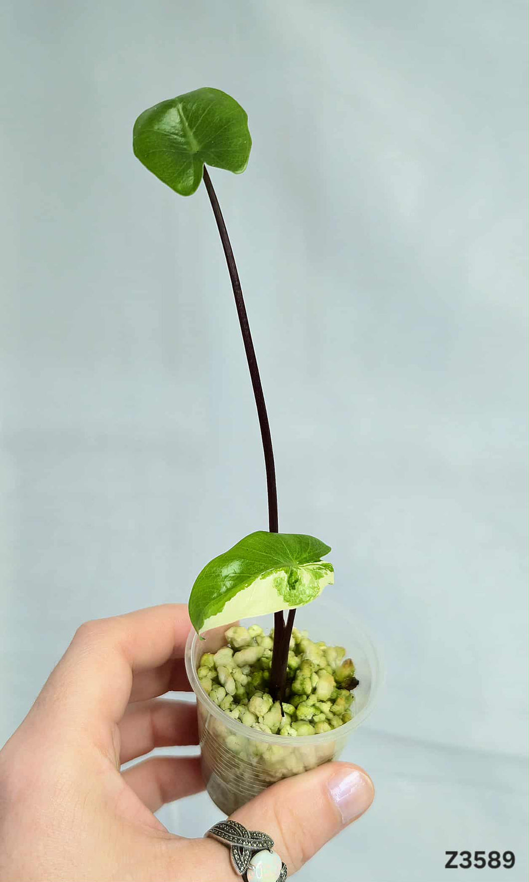 Alocasia Black Stem Variegata  #Z3589