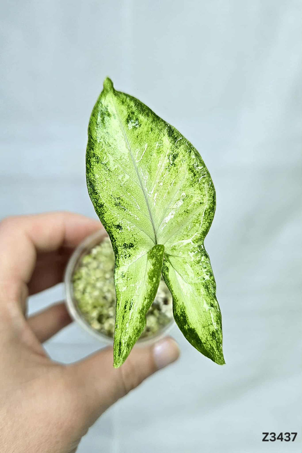Syngonium Angus Aurea #Z3437