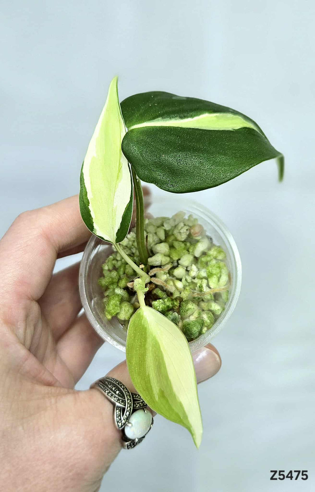 Philodendron Silver Stripe #Z5475