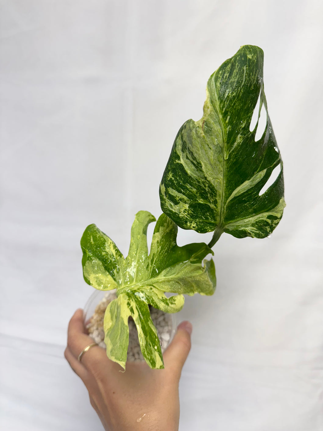 Monstera ocean mint