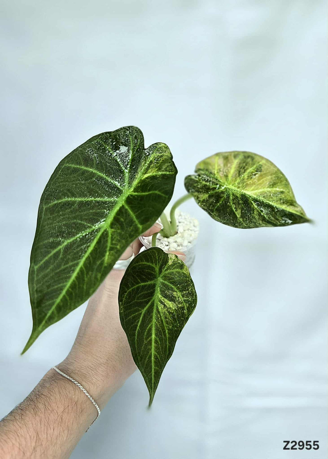 Alocasia Regal Shield Variegata #Z2955