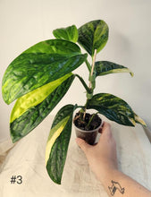 Charger l&#39;image dans la galerie, Monstera péru variegata
