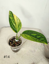 Charger l&#39;image dans la galerie, Monstera péru variegata
