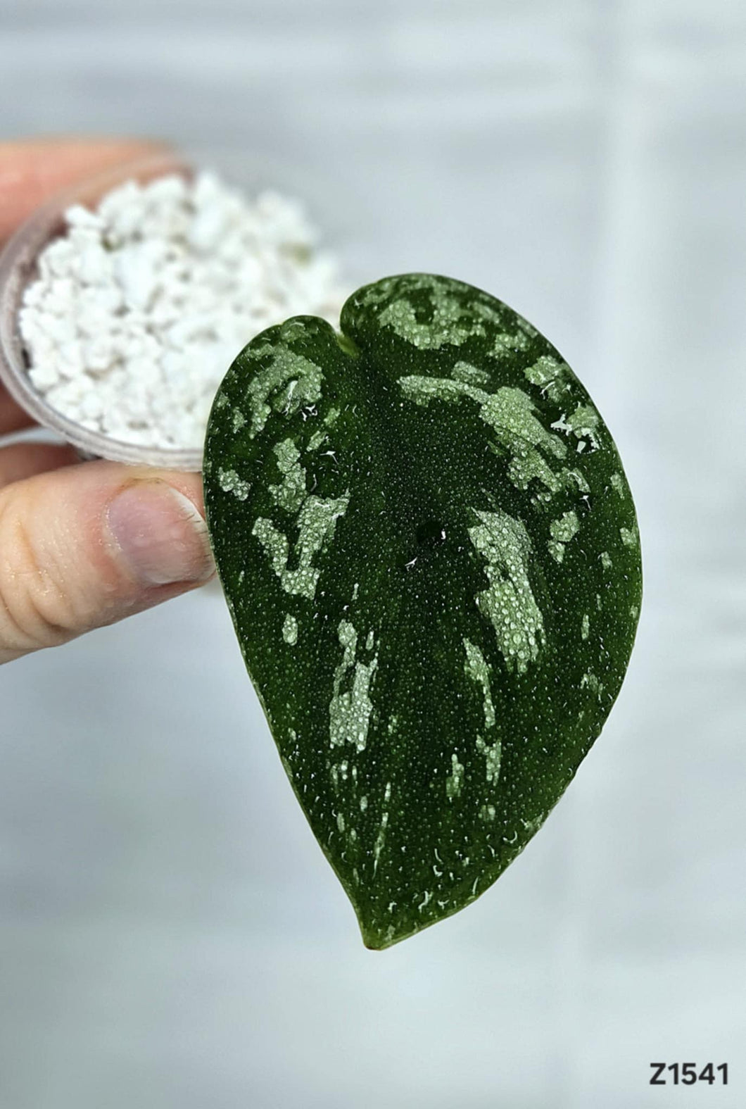 Scindapsus Tricolore #Z1541