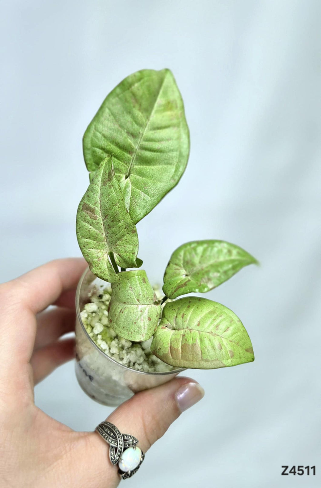 Syngonium Confetti #Z4511