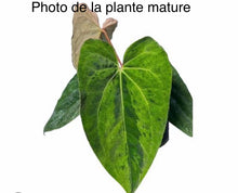 Charger l'image dans la galerie, Anthurium dark phoenix mint ( TC )
