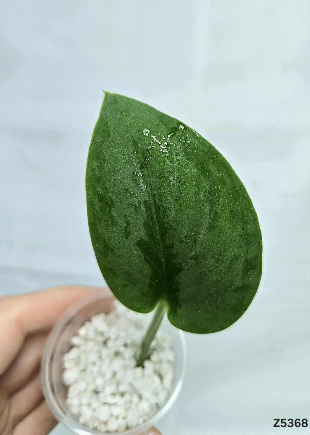 Scindapsus Exotica Mint #Z5368