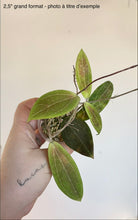 Charger l'image dans la galerie, Hoya Camphorifolia ⭐️
