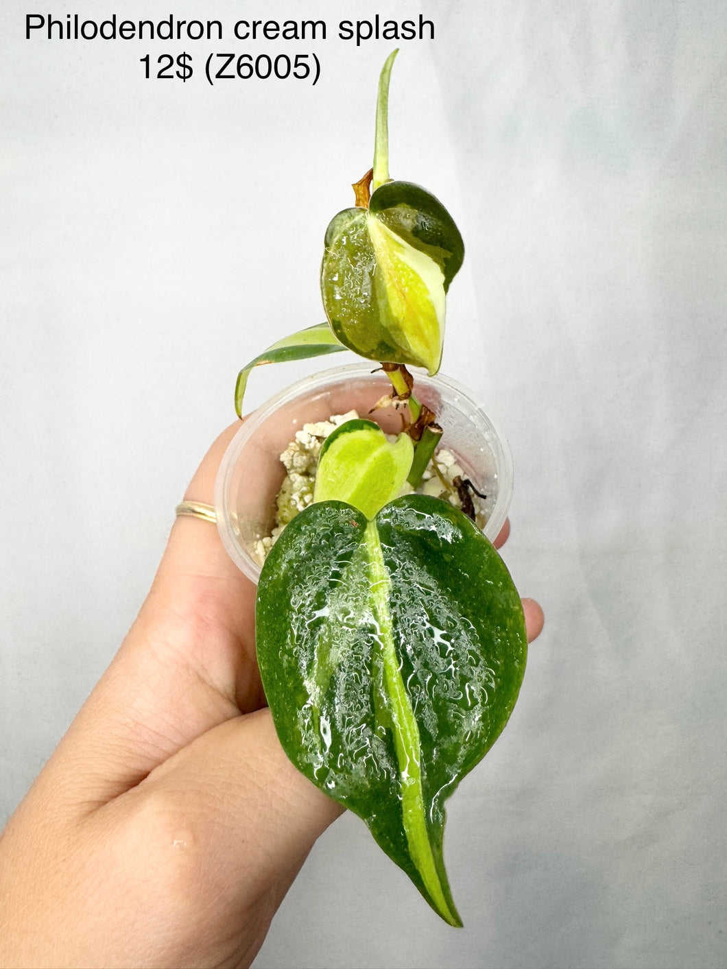 Philodendron Cream Splash #Z6005