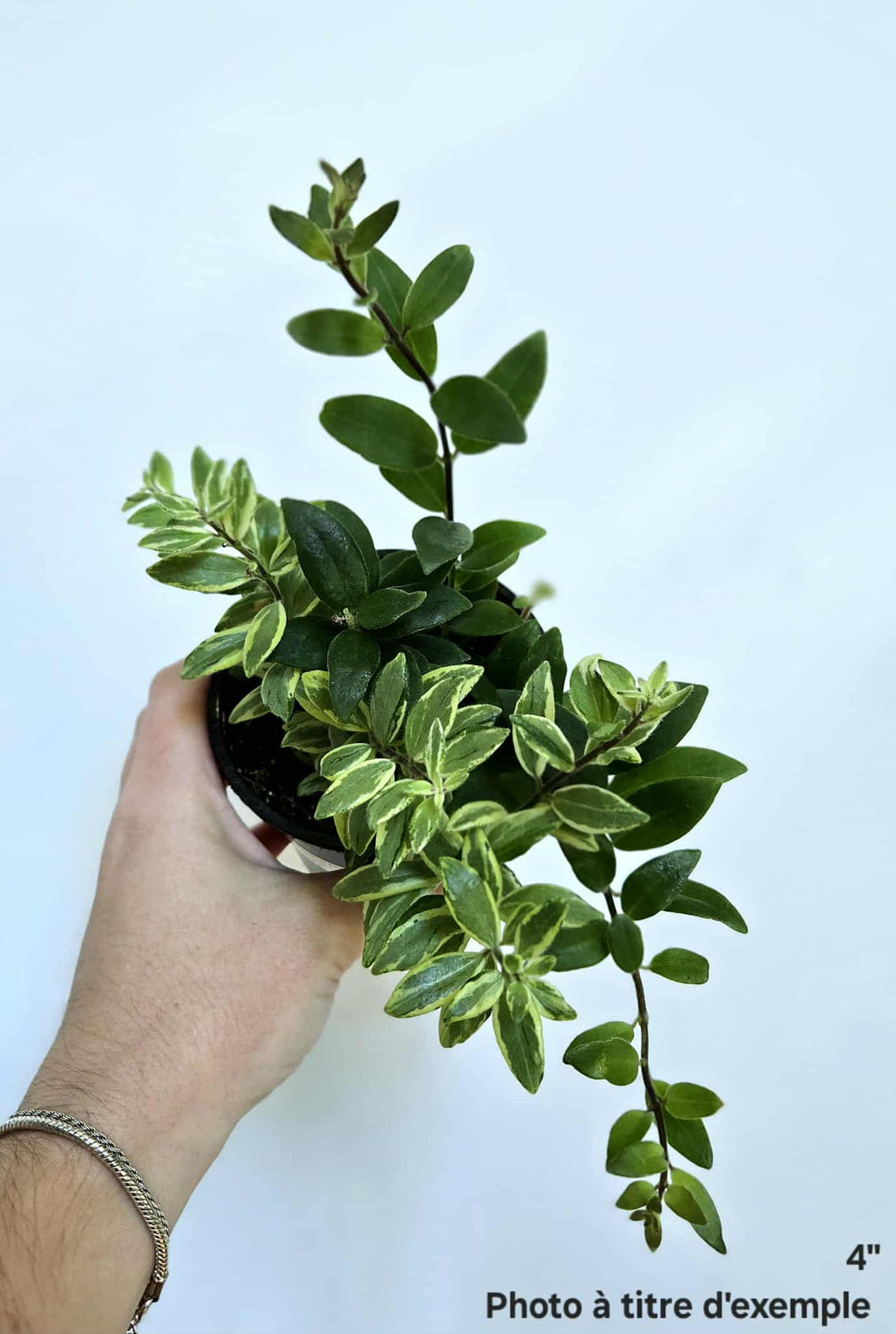 Aeschynanthus bolero bicolor