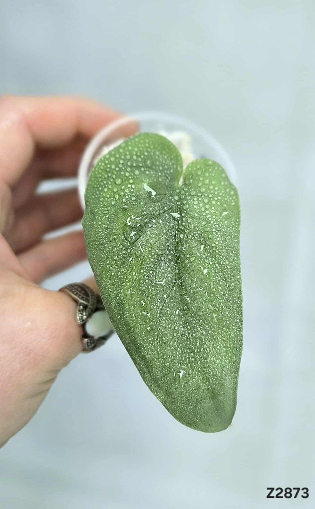Scindapsus Platinum #Z2873