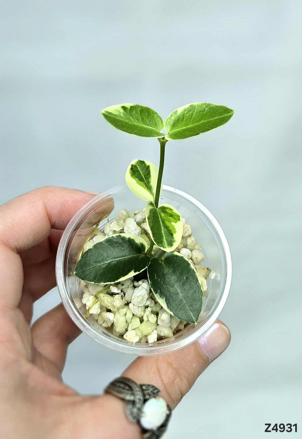 Hoya Cumingiana Albo ⭐️ #Z4931