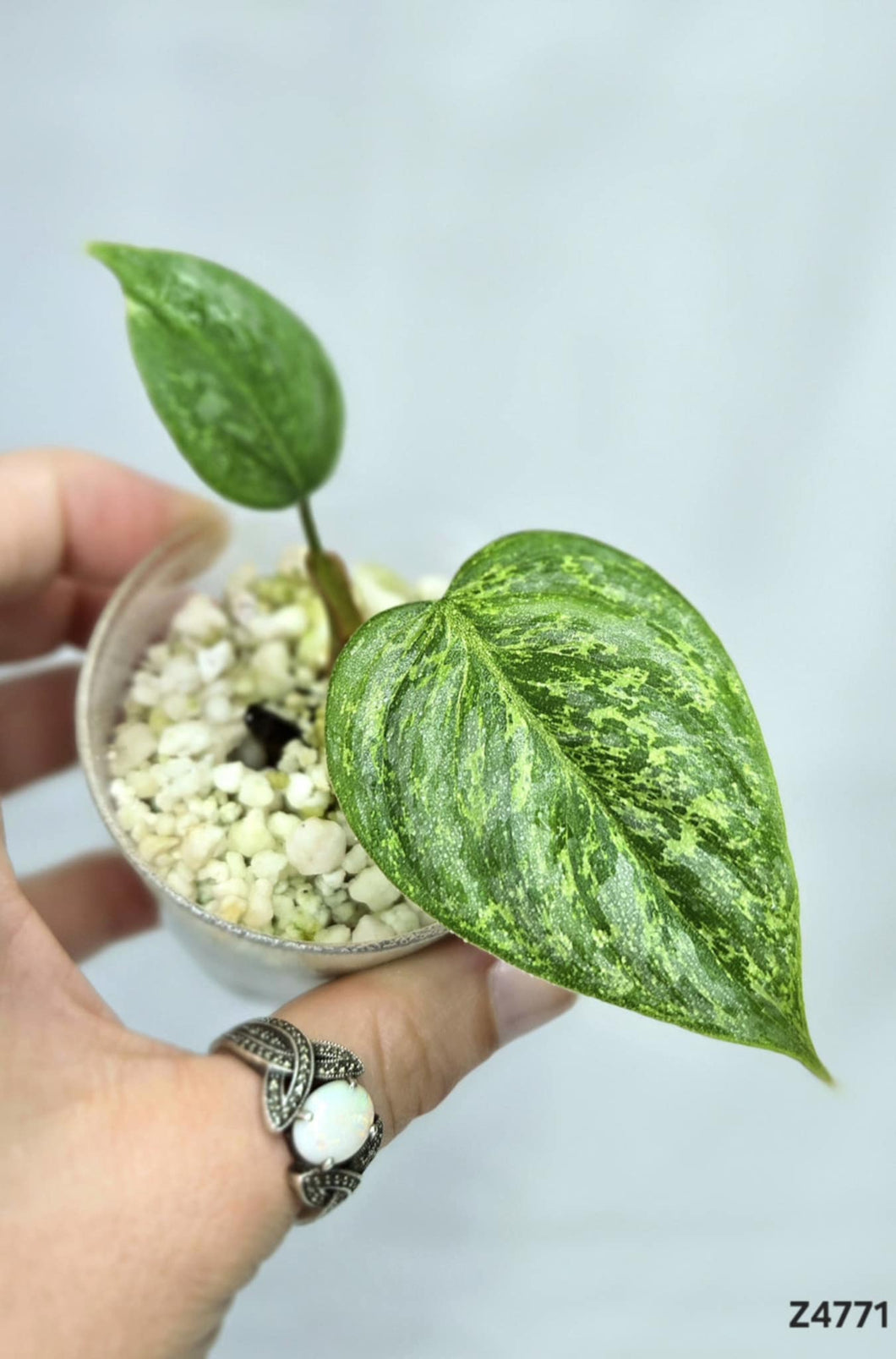 Philodendron Sodiroi Variegata #Z4771