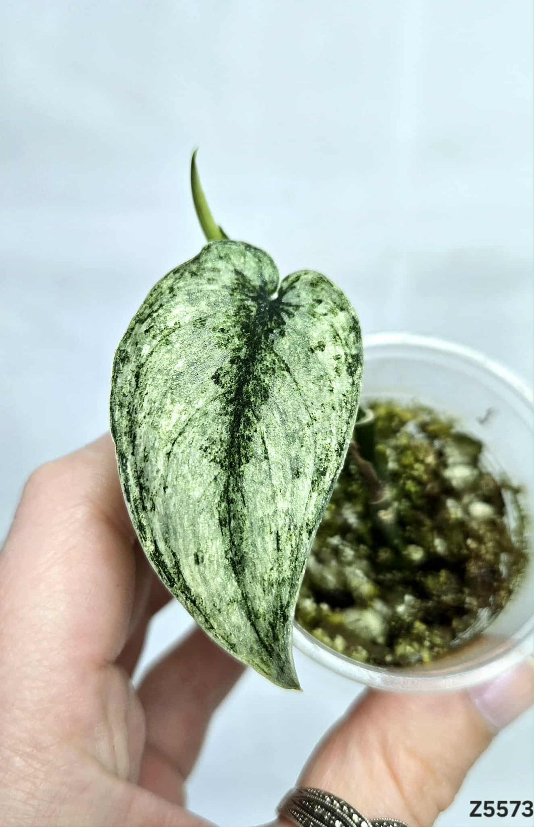 Scindapsus Mayari #Z5573
