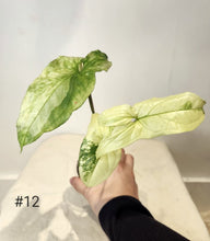 Charger l&#39;image dans la galerie, Syngonium albo
