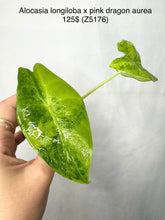 Charger l&#39;image dans la galerie, Alocasia longiloba Variegata  X Pink Dragon Aurea #Z5176
