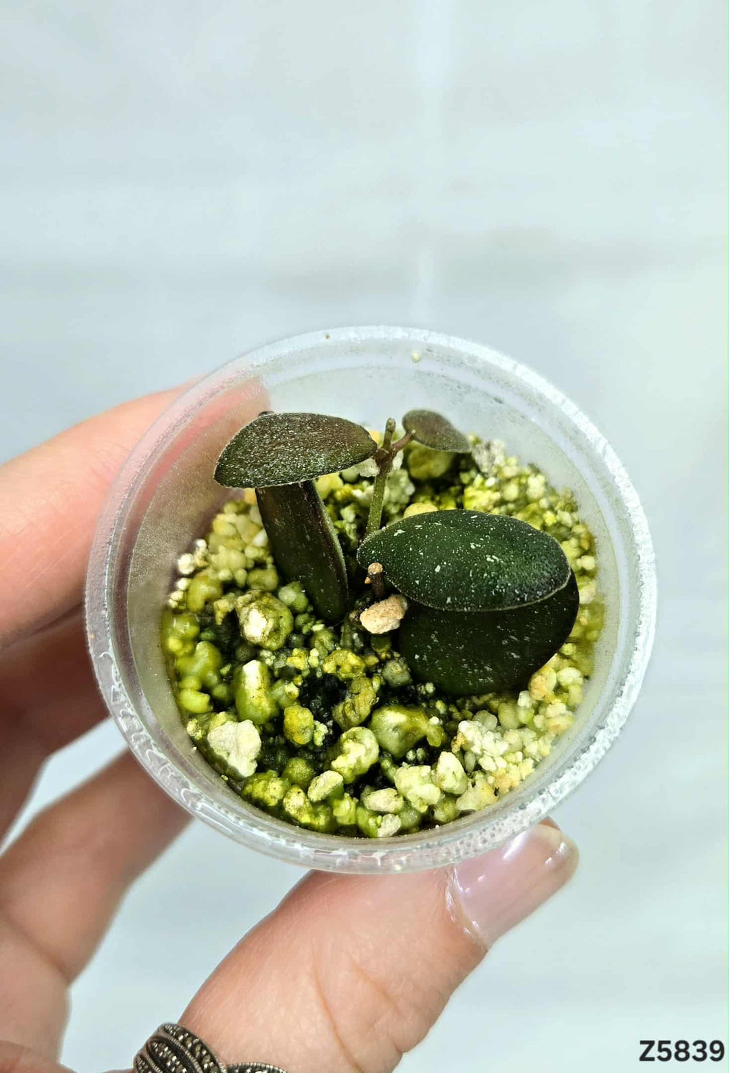 Hoya sp GPS 7240 ⭐️ #Z5839