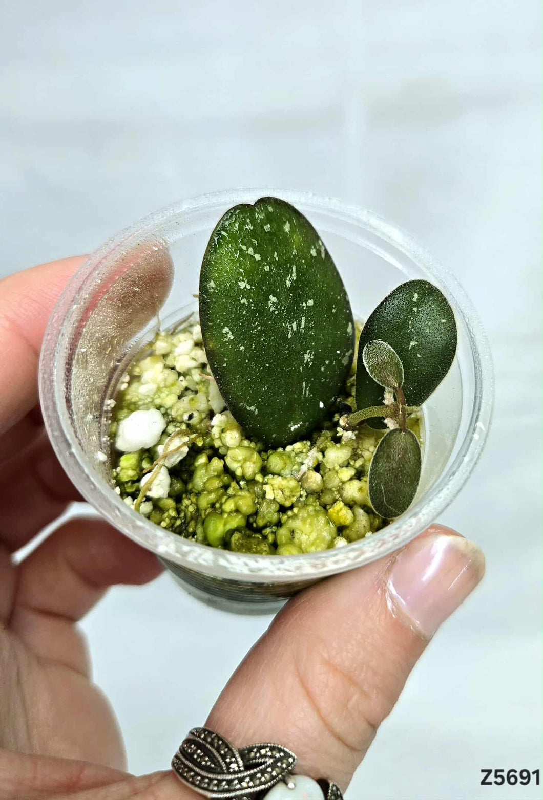 Hoya sp GPS 7240 ⭐️ #Z5691