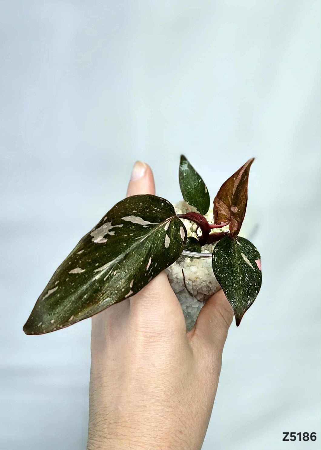 Philodendron Pink Princess Marble King #Z5186