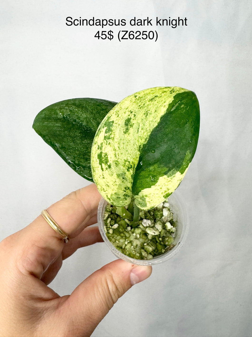 Scindapsus Dark Knight #Z6250